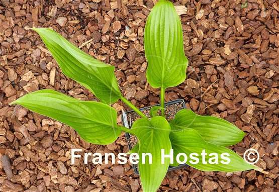 Hosta The Shire